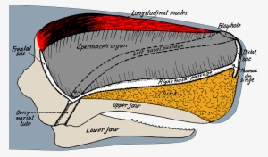 Sperm Whale Head Anatomy - Sperm Whale Skull Anatomy #515114