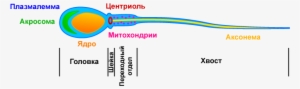 Sperm Organelles Illustration Ru - Строение Спрематозоида #515223