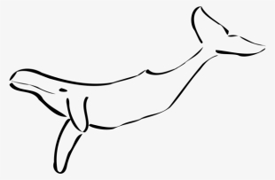 Cetacea Killer Whale Marine Mammal Blue Whale Sperm - Hump Back Whale Clip Art #515327