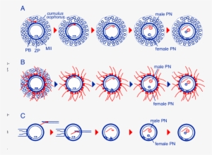 Fertilization In Mammals Under Natural Conditions, - Fertilisation #515330