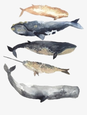 Whales - Whales Watercolor #515352