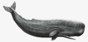 Report Abuse - Whale Png #515470