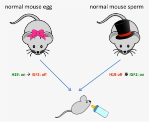 Mommy 1 And Mommy - Cartoon Mouse Shower Curtain #516022