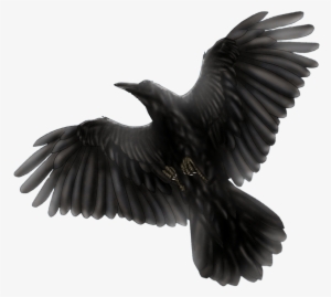 Black Bird Flying Drawing - Black Bird Transparent #517196
