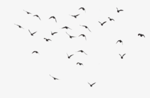 Birds Flying Away Tattoo Tumblr - Passaros No Ceu Png #517352