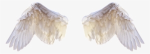 White Wings, Wings, Bird, Feathers, Freedom, Fly, Png - Portable Network Graphics #517668