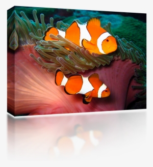 Clown Fish - Still Life #517983