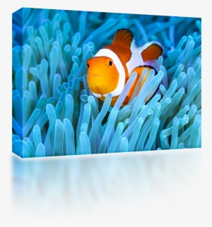 Clown Fish Reef - Wireless Speaker #518129