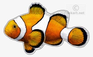 Common Clownfish Decal - Clown Fish Drawing #518212