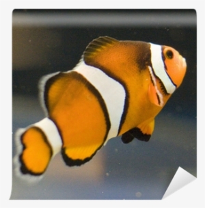 Coral Reef Fish #518433