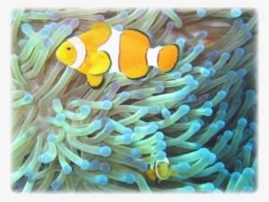 Image Details - Symbiosis Definition #518666