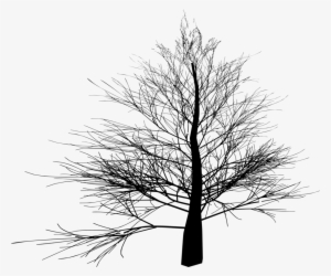 Spruce Black And White Tree Twig Winter - Branched Tree #519442