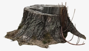 Tree Stump Png - Asheville #519482