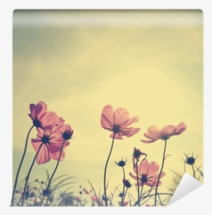 Vintage Cosmos Flowers In Sunset Time Wall Mural • - Kindness Is Beautiful Quotes #519592