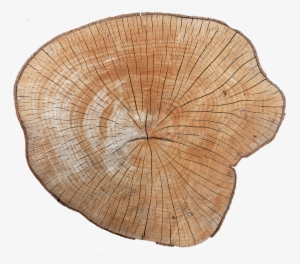 Wood End 01 - Wooden Texture Stump Png #519915