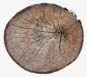 Wood End 14 - Tree Stump End Texture #519961