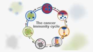 The Cancer Immunity Cycle Developed By Dan Chen And - Cancer Immunity Cycle #5101933