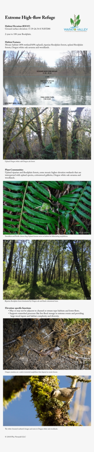 Send Keyboard Focus To Media - Pond Pine #5103477