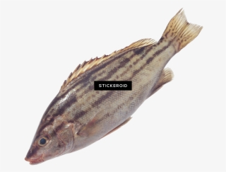 Fish - 常见 食用 海鱼 图片 #5103675