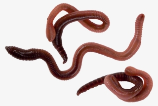 Worm Png #5104344