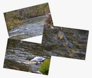 There Is Not An Overabundance Of Dead Fish Yet So The - Wood #5104793