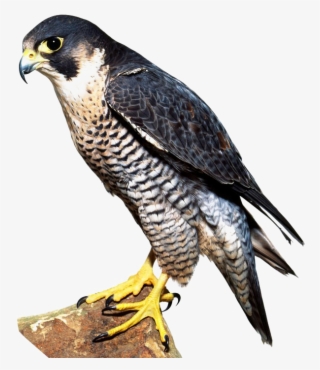 Falcon Png Image - Falcon Bird #5105048