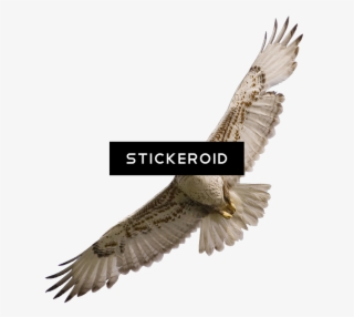 Фалкон Falcon - Hawk #5105104