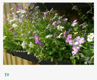 Altankasse Blomsterfrøblanding - Etårig - Kilogram #5106011