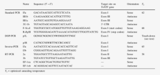 Oligonucleotides Used As Primers In The Amplification - Secuencia De Un Gen #5106786