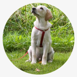 Image - Puppy Training #5108944