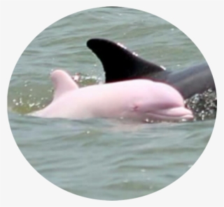 Pink Dolphin - “ - Louisiana Pink Dolphin #5111706
