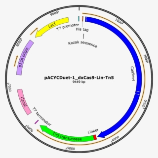 Picture Of Timeline Of The Relevance Of Gene Doping - Circle #5117121