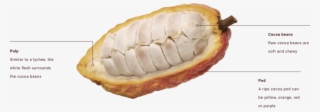 Where Do Cocoa Beans Come From Peek Inside A Cocoa - Durian #5121395