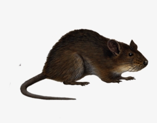 Png Rat 4 By Moonglowlilly Pluspng - Rat Png #5124405