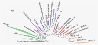 Phylogenetic Diversity Of Major Archaeal Clades Of - Document #5124574