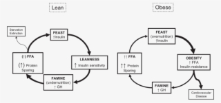 Schematic Integration Of The "feast And Famine Cycle" - Feast Famine Cycle #5127270
