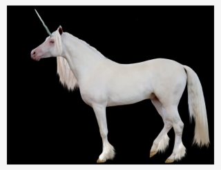 Stallion #5130224