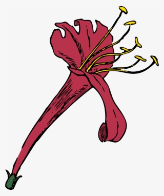 Honeysuckle Png #5132965
