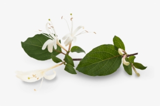 Honeysuckle - Transparent Honeysuckle #5133227