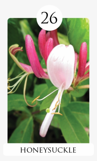 Honeysuckle #5134094