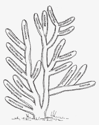 Drawing Cactus Texture - Drawing #5134145