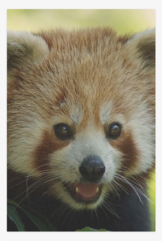 Red Panda Greeting Cards #5134423 Red Panda Greeting Cards #5134423