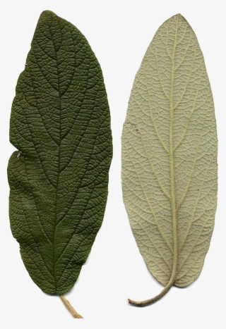 Bgtransp L Viburnum Rhytidophyllum Leaf Detail - Viburnum Rhytidophyllum #5134478