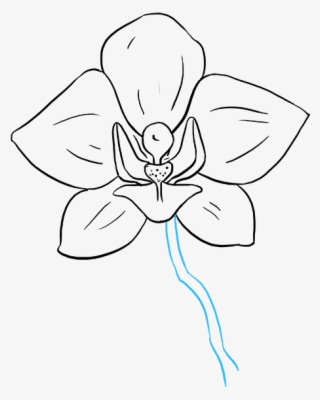How To Draw Orchid - Orchid Drawings #5134803
