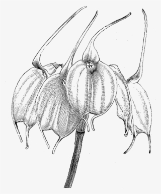 Orchid Illustration - Sketch #5134856