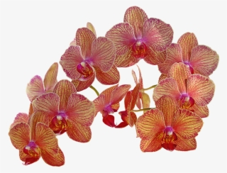 Png ดอกไม้ วิน เท จ #5135250