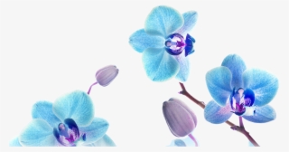 Orchid Transparent Blue Jpg Library Stock - Blxecky 5d Diy Diamond Painting By Number Kitsbutterfly(16x16inch/40x40cm) #5135781