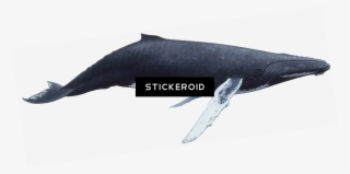座头鲸 - 座头鲸 - Blue Whale #5137343