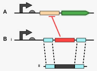 A) Reporter Gene Consisting Of A Constitutive Promoter - Gene Arrow Diagram #5142139