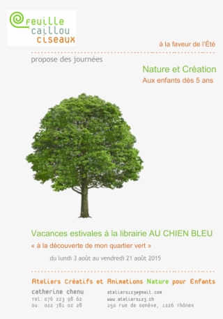 Atelier Feuille Caillou Ciseaux Summer Workshops, Geneva - Arbres #5143590